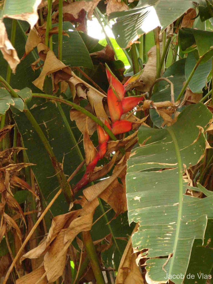 Heliconia bihai (L.) L.